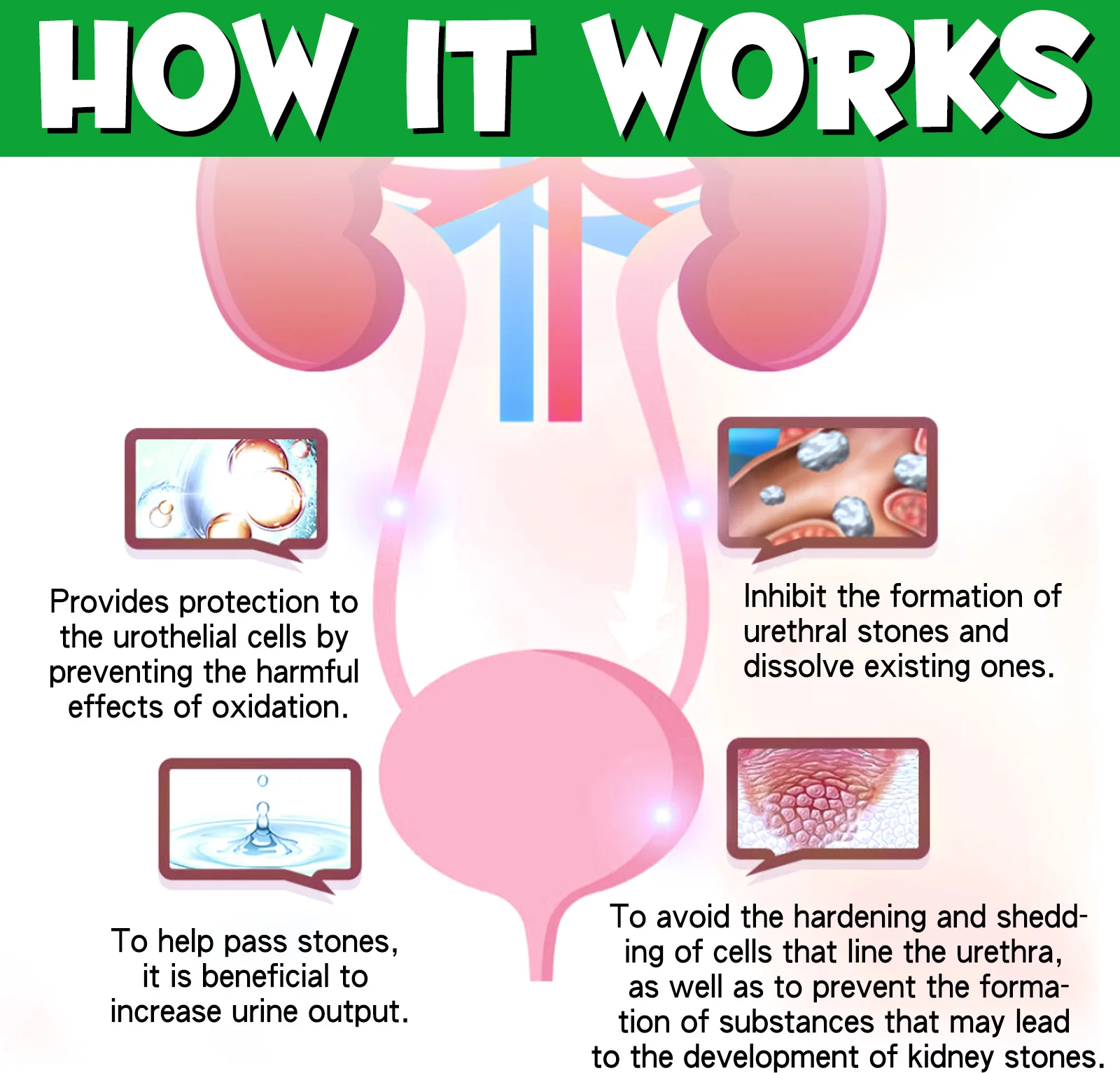 Oimmal® - Urinary Tract Care Drops for Dogs