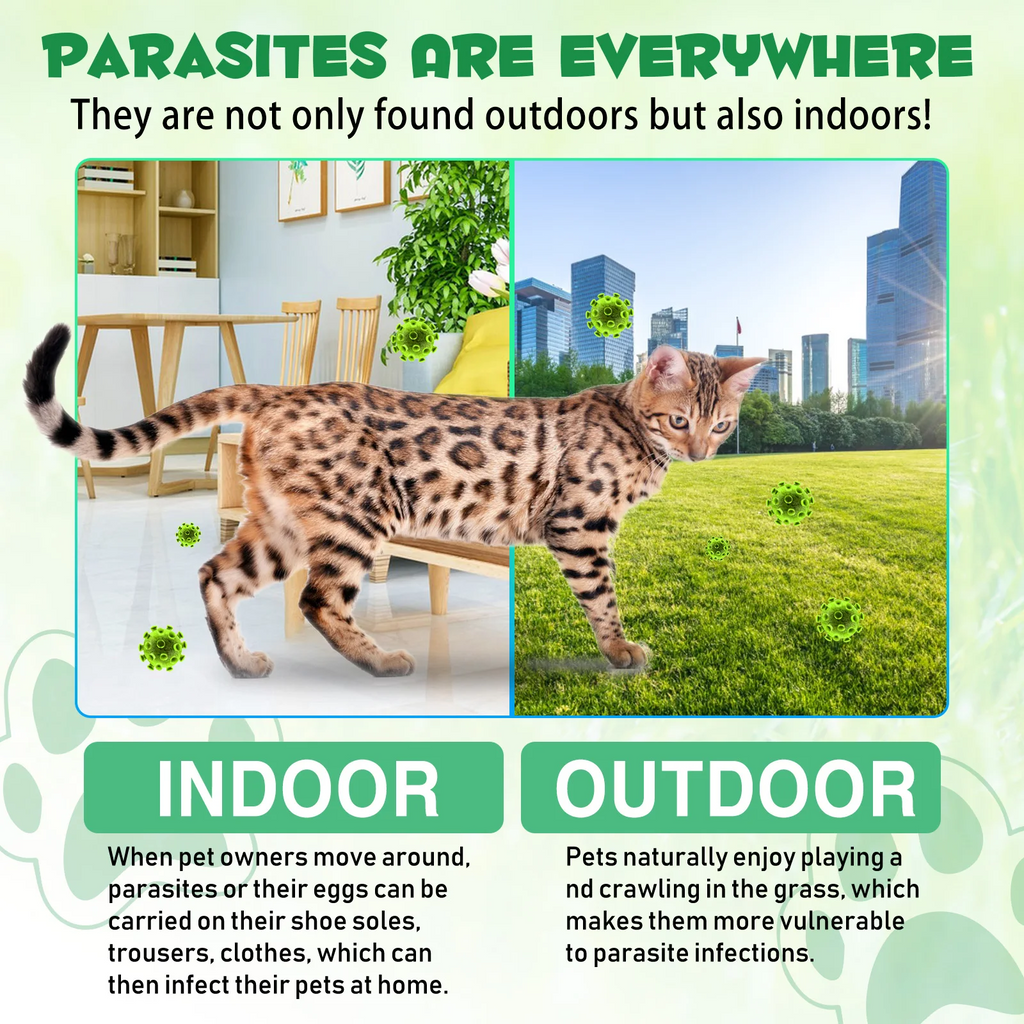 Oimmal® - Herbal De-Wormer Drops For Cats