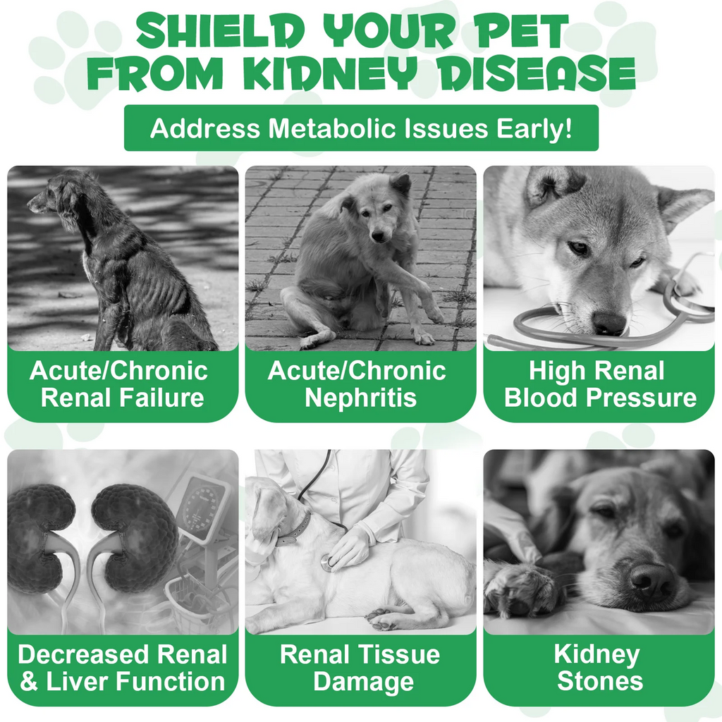 Oimmal® - Kidney Support Drops For Dogs