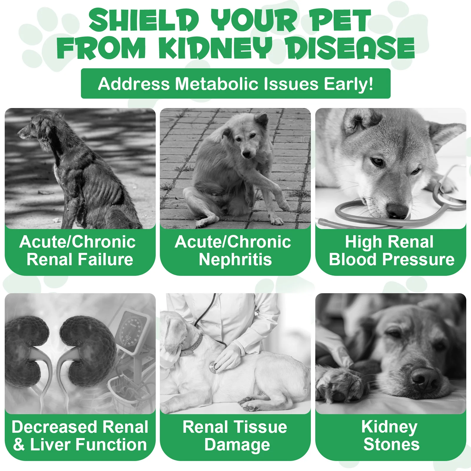 Oimmal® - Kidney Support Drops For Dogs