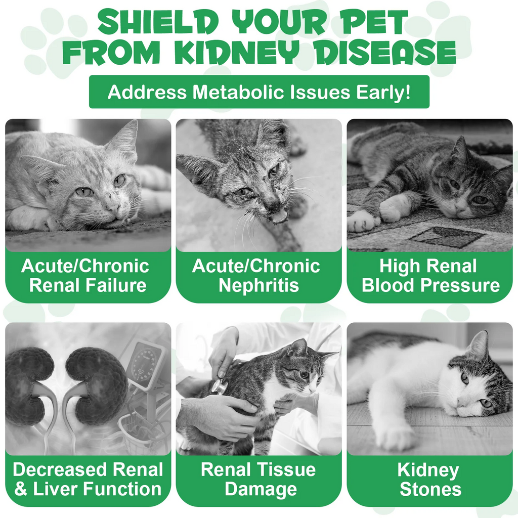 Oimmal® - Kidney Support Drops For Cats
