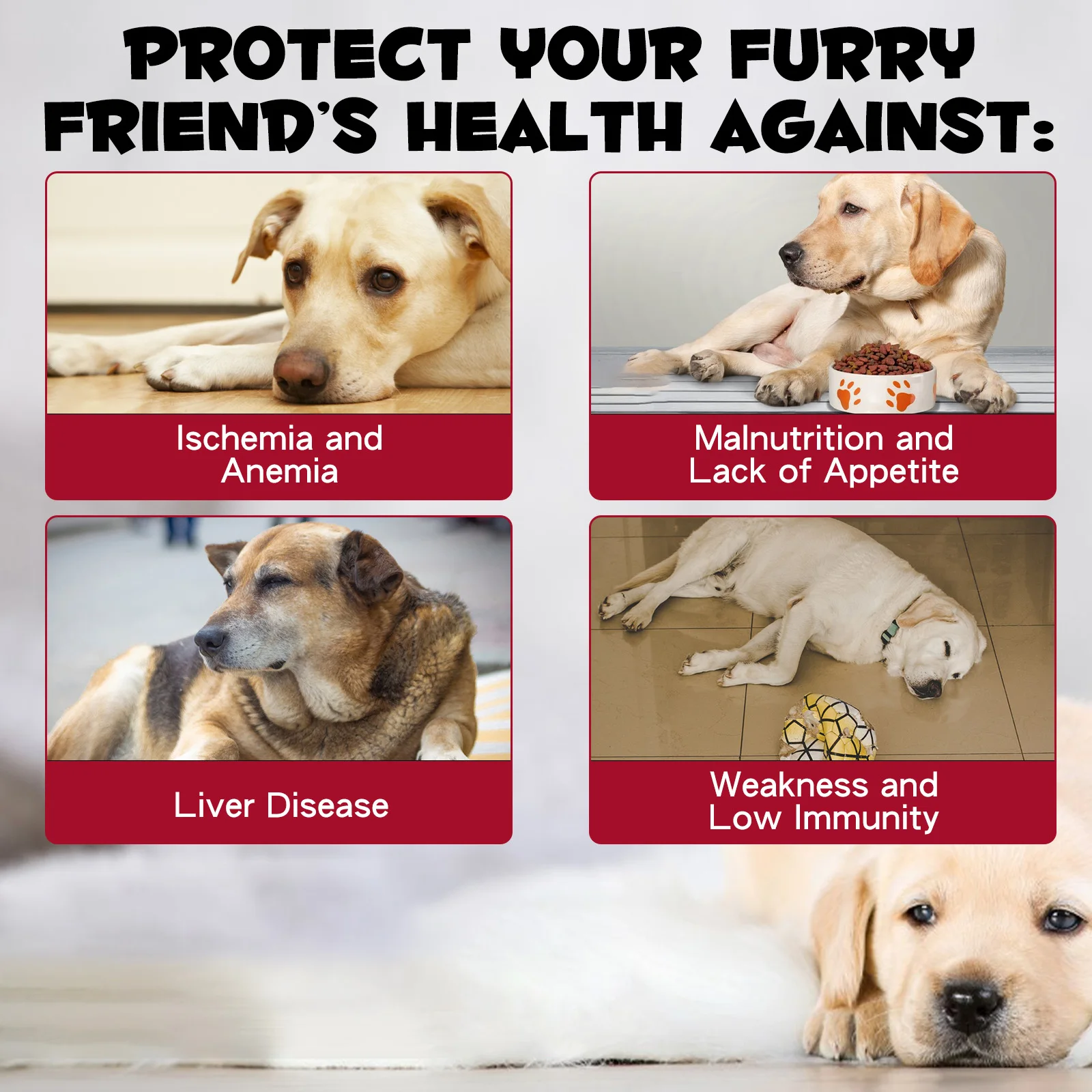 Oimmal® - Liquid Iron Drops for Dogs